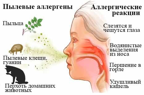 Пылевые аллергены
