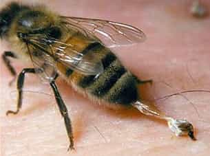 Только пчелы имеют зазубренное жало