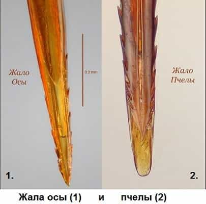 Жало осы и пчелы