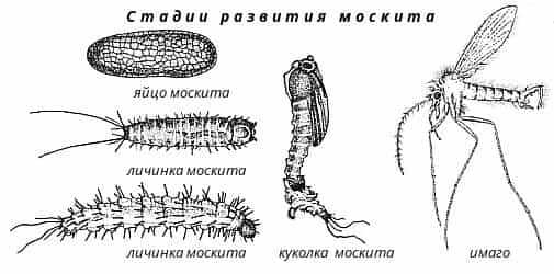 Стадии развития москитов