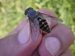 Слепень бычий (Tabanus bovinus)