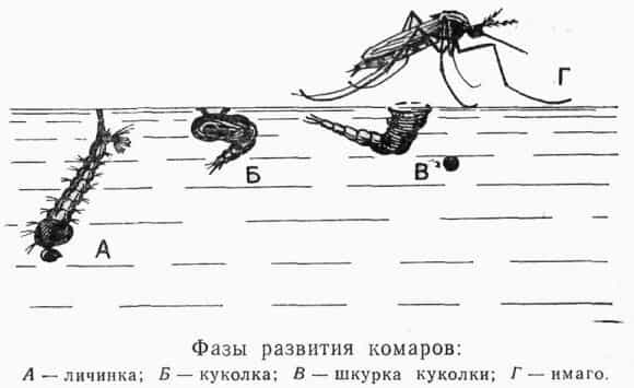Фазы развития комаров