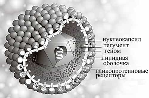 Герпес шестого типа