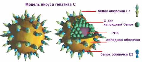 Вирус гепатита С