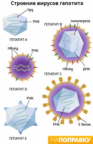 Строение вирусов гепатита