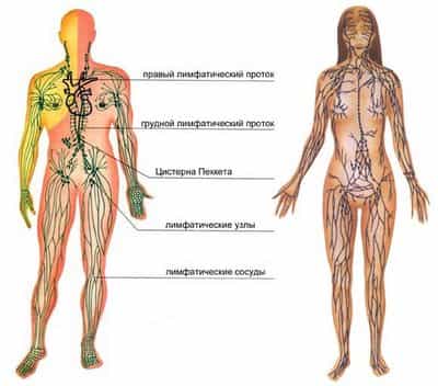 Лимфатическая система человека