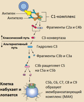 Система комплимента