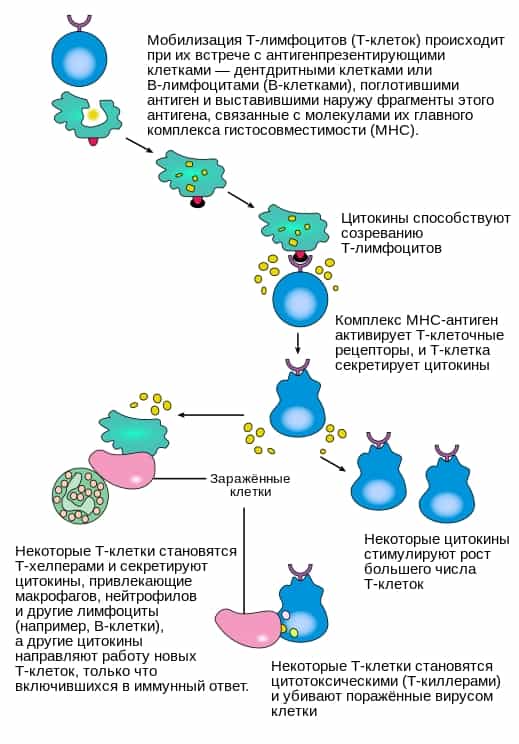Мобилизация Т-лимфоцитов