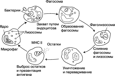 Фагосома