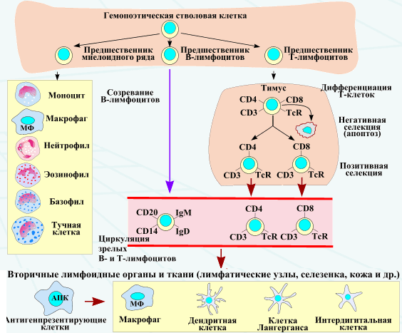 Клетки иммунной системы