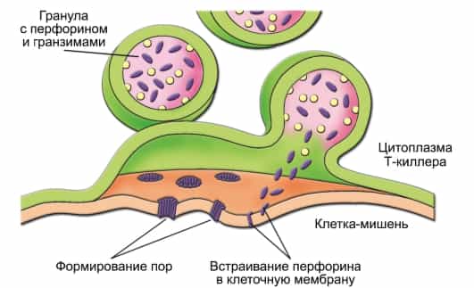 Т-киллеры