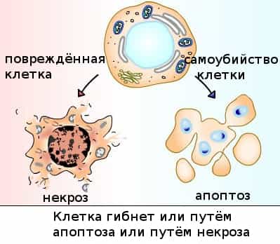 Самоубийство клетки