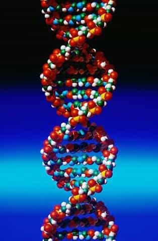ДНК человека