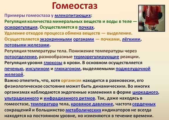 Гомеостаз млекопитающих