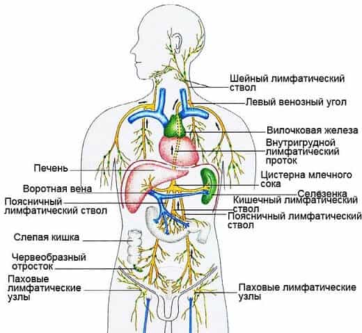 Лимфатическая система человека