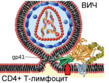 Схема внедрения ВИЧ через мембрану в CD4+T-лимфоцит