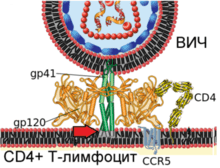 Схема внедрения ВИЧ через мембрану в CD4+T-лимфоцит