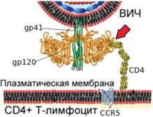 Схема внедрения ВИЧ через мембрану в CD4+T-лимфоцит