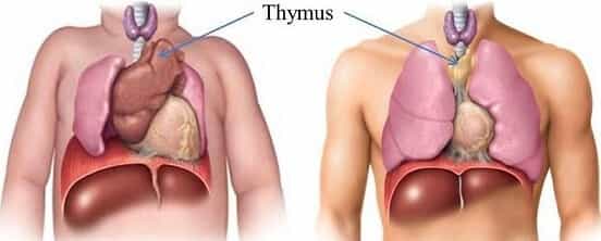 Тимус ребёнка и взрослого человека