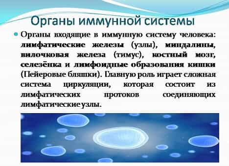 Органы иммунной системы