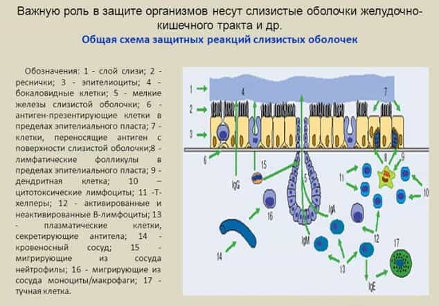 Слизь желудочно-кишечного тракта