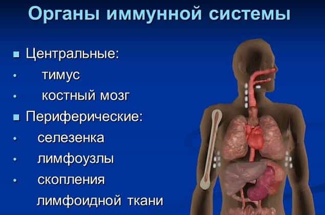 Органы иммунной системы