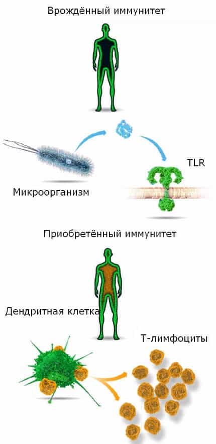 Врождённый иммунитет