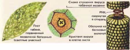 Вирус табачной мозаики