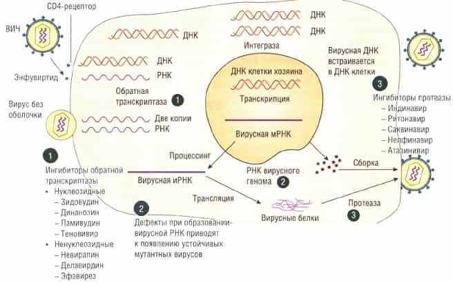 Реплекация вируса 