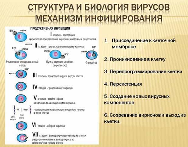 Механизм инфицирования