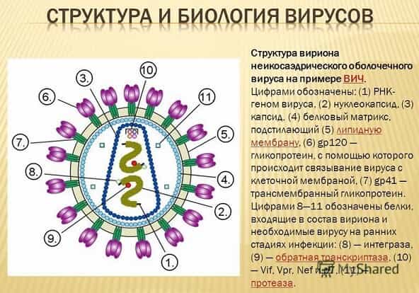Структура вируса иммунодефицита человека