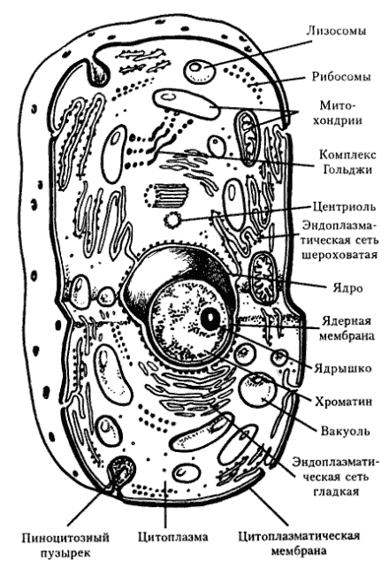 Строение клетки