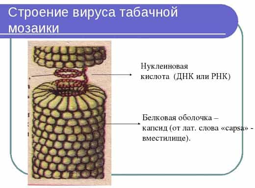 Строение вируса табачной мозаики