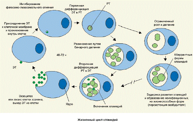Жизненный цикл хламидий