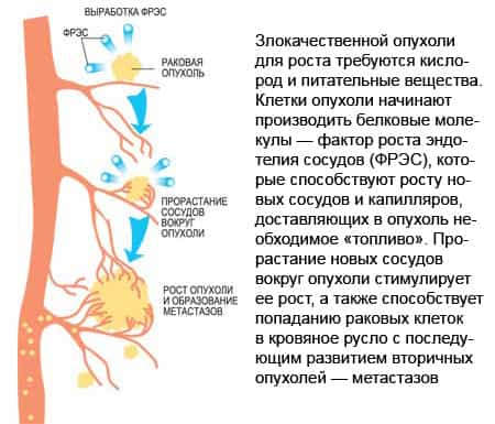 Питание злокачественных опухолей