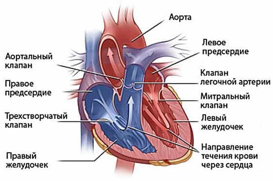 Врожденные пороки сердца