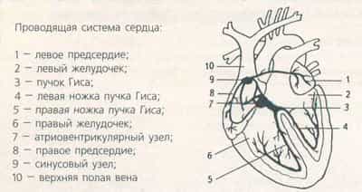 Аритмии сердца