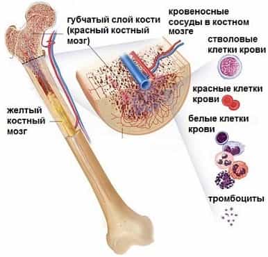 Костный мозг