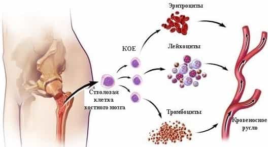 Стволовые клетки