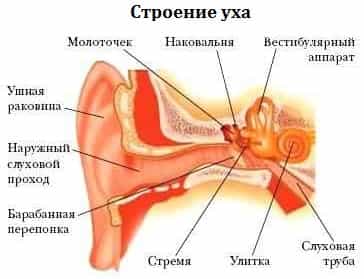 Строение уха