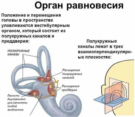 Орган равновесия