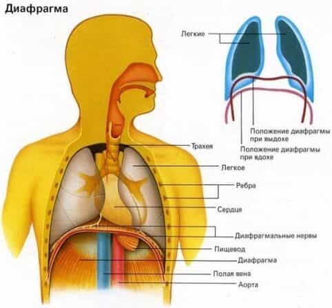 диафрагма