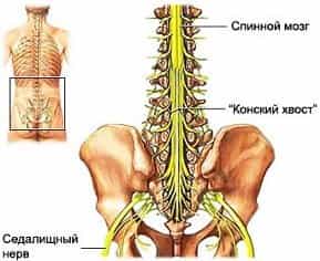 Спинной мозг