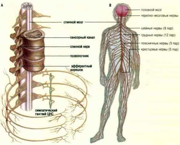 Посттравматические поражения нервной системы