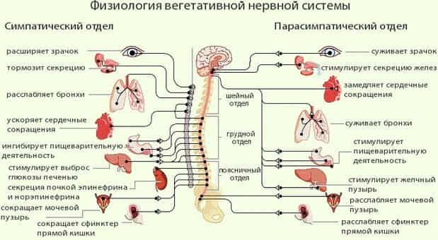 Вегетативная нервная система