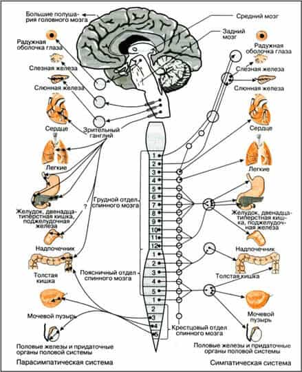 Парасимпатическая нервная система 