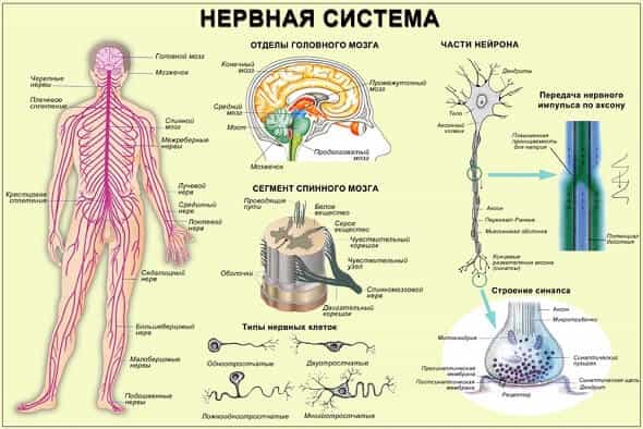 Строение нервной системы