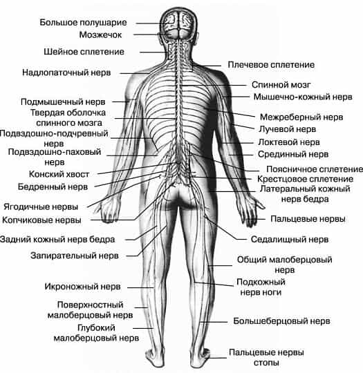 Нервная система человека