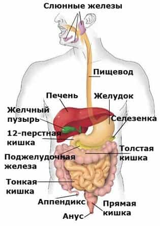 Строение внутренних органов