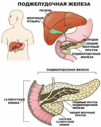 Поджелудочная железа